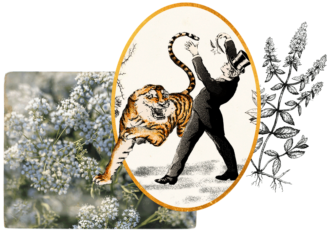 Animated image of D. George Benham snatching a botanical acquisition from a tiger