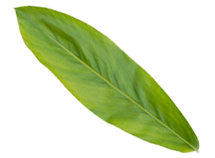 Green leaf used in Benham's Gin's aromatics