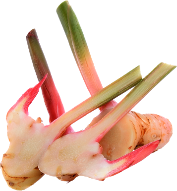Image of Galangal used to flavor Benhams Gin with peppery, mustard-like notes with overtones of pine
