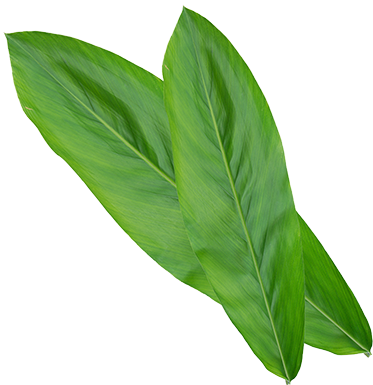 Galangal leaf images