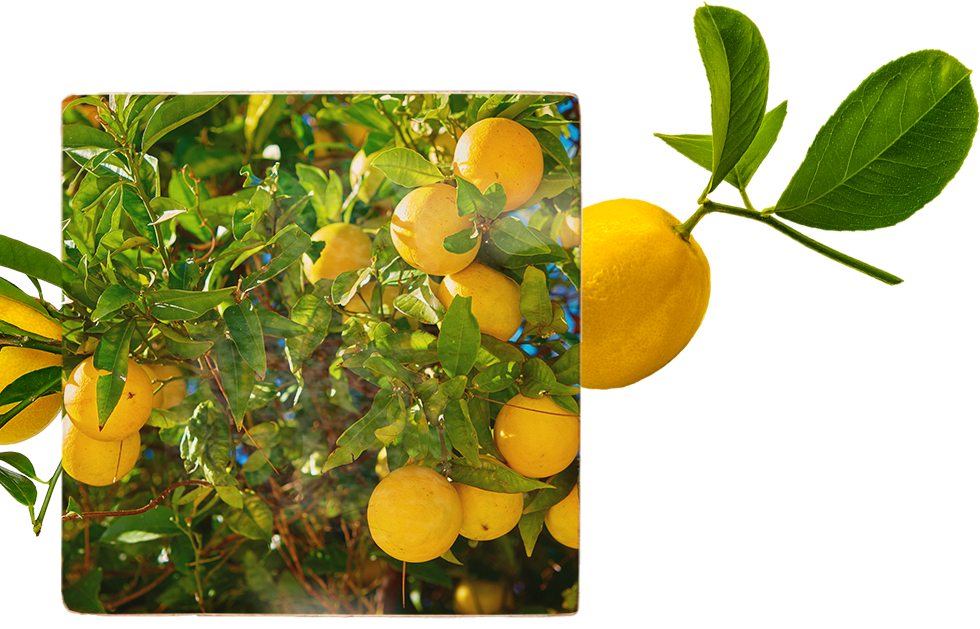 Different image of Meyer lemons
