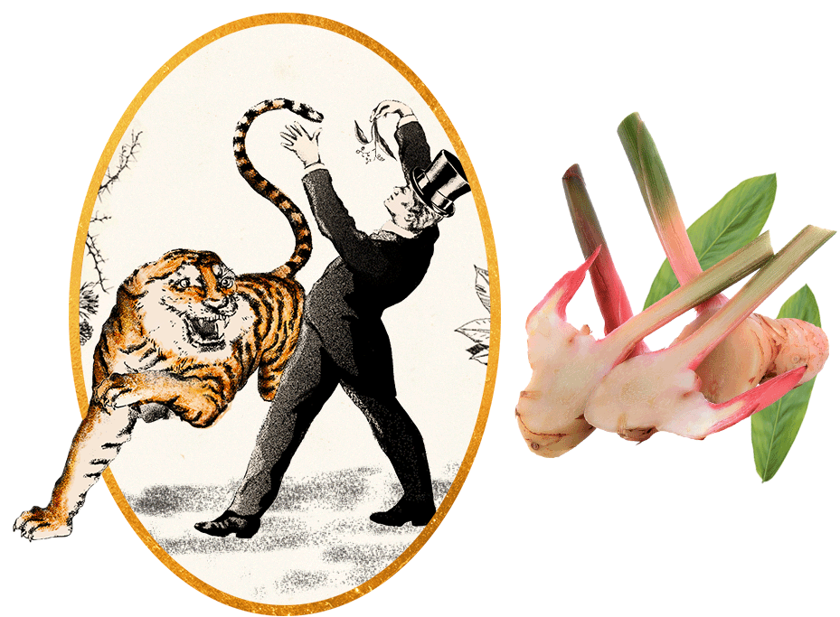 Alternate animated image of D. George Benham snatching galangal from the paws of a man-eating Indian tiger