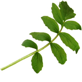 Plant image used in Benhams