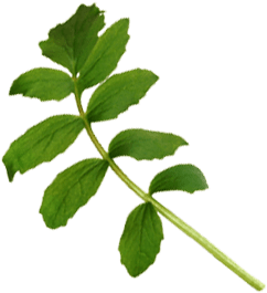 Leaf image